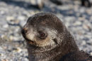 Fur seal pup